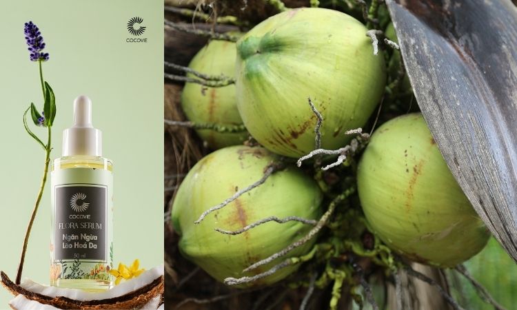 Tinh chất phục hồi da COCOVIE Quế Hoa kết hợp chiết xuất dừa, quế hoa và oải hương giúp làm dịu, phục hồi và kiểm soát dầu thừa tối ưu